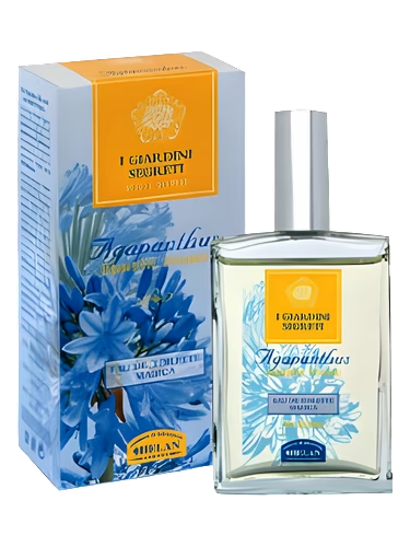 Agapanthus