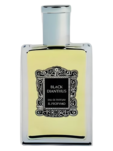 Black Dianthus