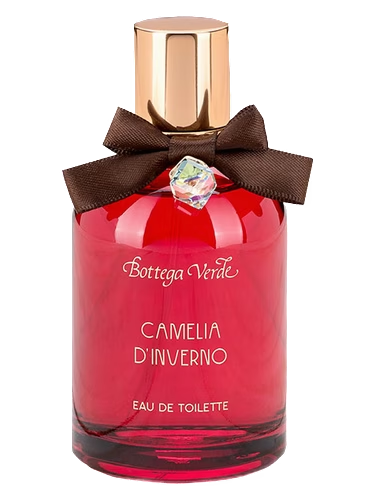 Camelia d'Inverno