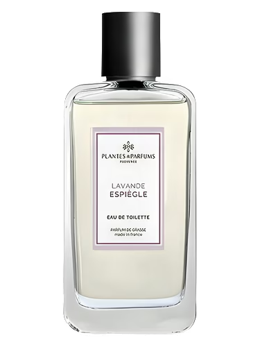 Lavande Espiègle