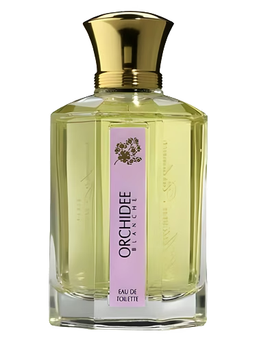 Orchidee Blanche