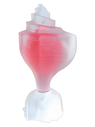 Pink Conch