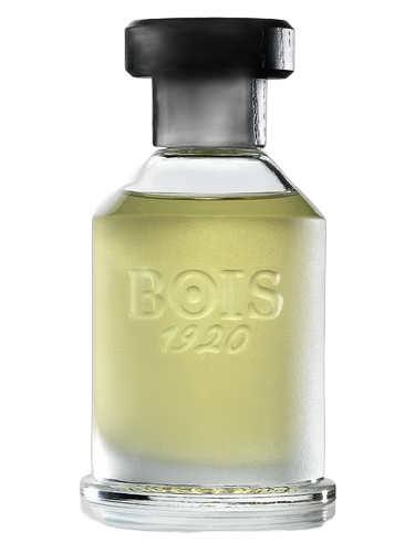 Rosa 23 by Bois 1920