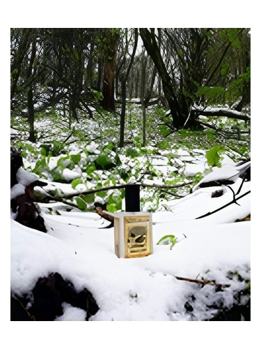 Snowmint Mallow