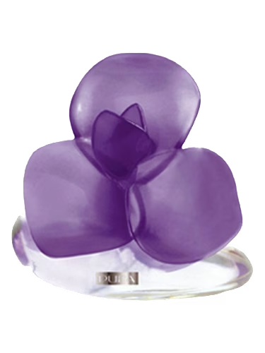 Very Flower Iris